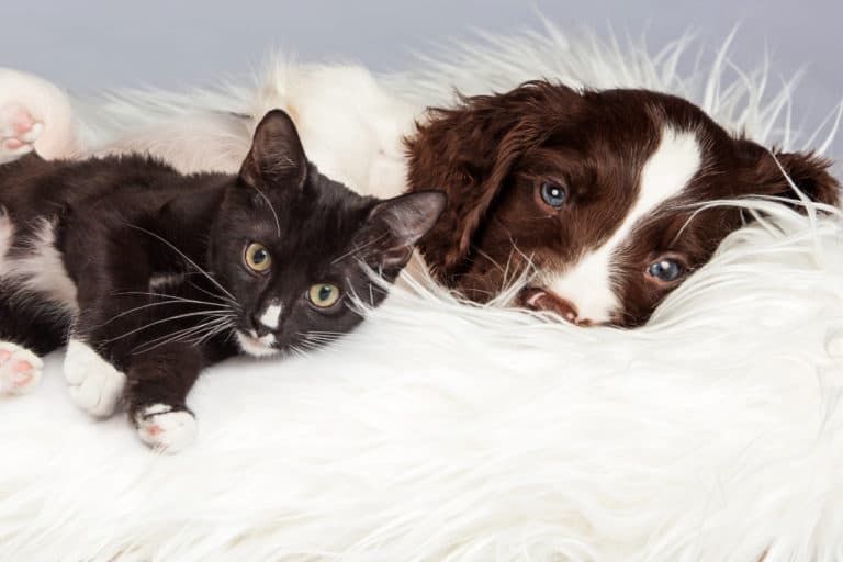 Are English Springer Spaniels Good With Cats?