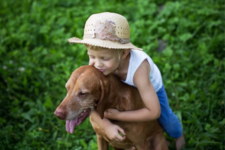 Are Vizslas Good With Babies And Toddlers?