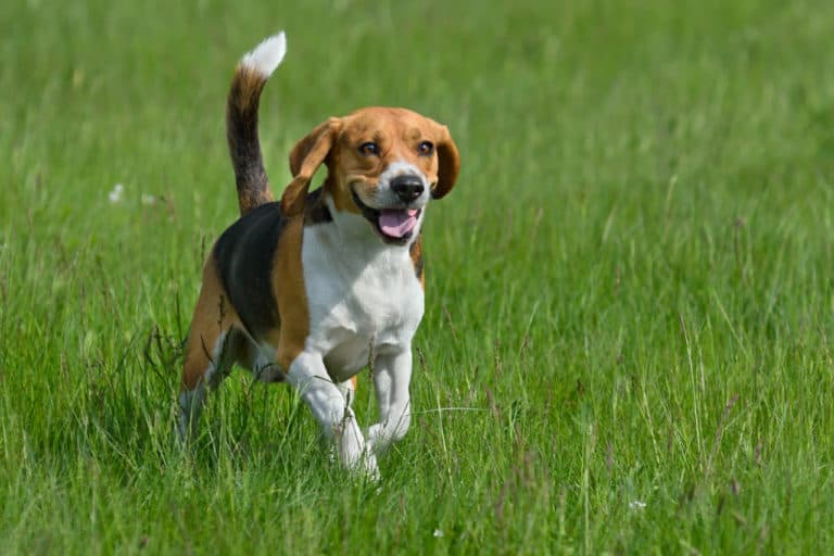 Can A Beagle Be A Bird Dog?