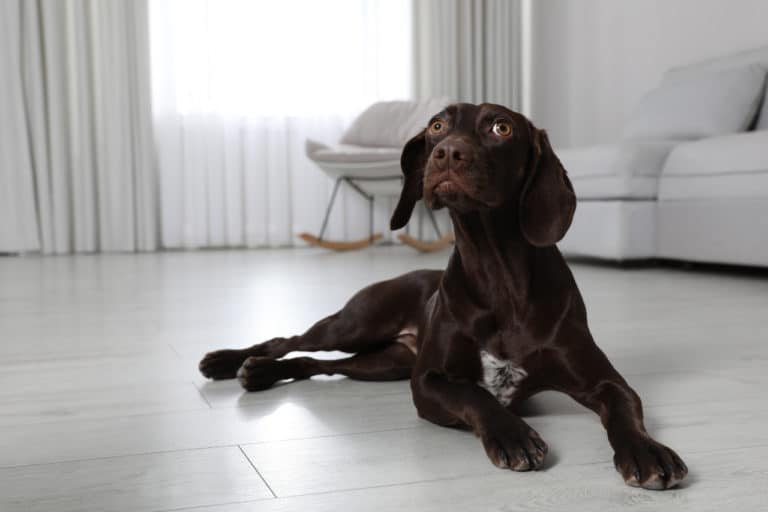 Can A German Pointer Be Happy In An Apartment?