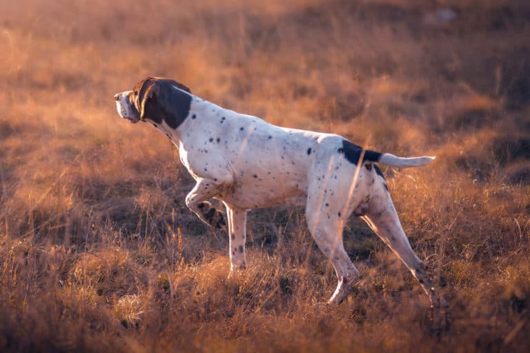 Can A German Shorthaired Pointer Track Deer?