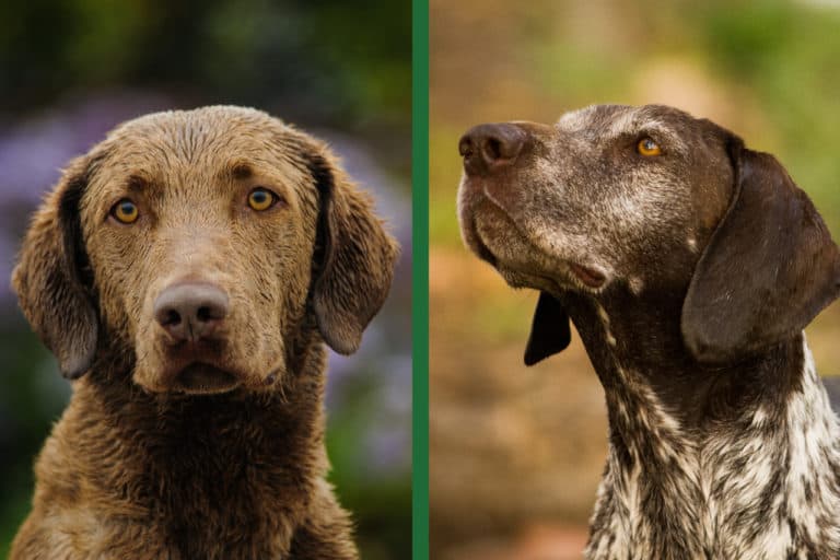 Chesapeake Bay Retriever Vs. German Pointer: What’s The Difference?