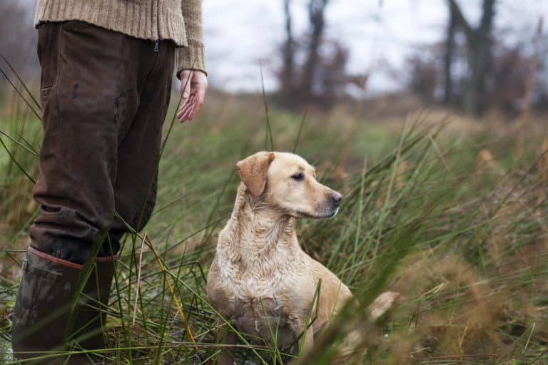 Do Hunting Dogs Go Deaf? What You Need To Know