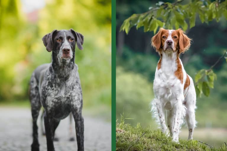 German Pointer Vs. Brittany: What’s The Difference?