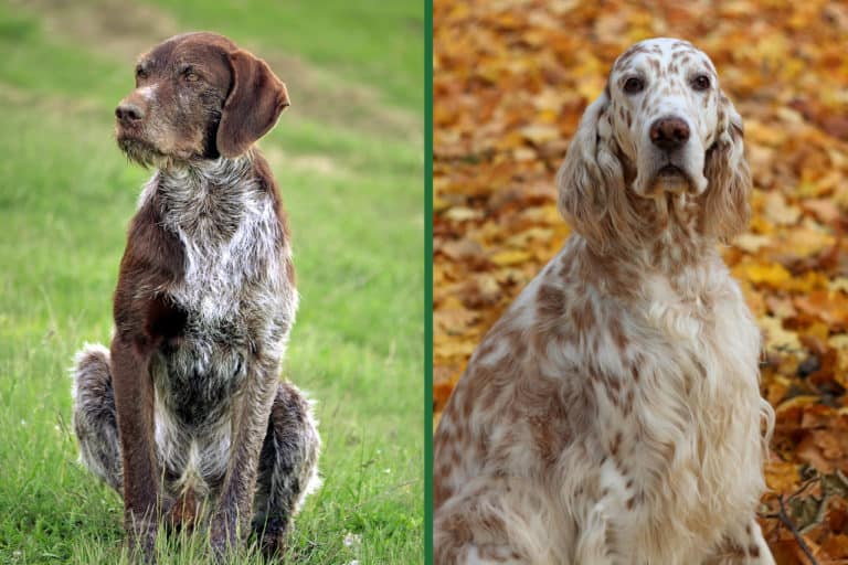 German Pointer Vs. English Setter: What’s The Difference?