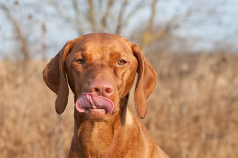 Here’s Why Your Vizsla Licks You So Much