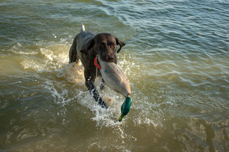 How Does A German Pointer Do In Water?