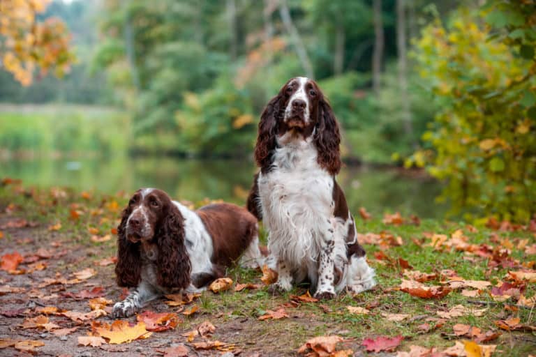 How Much Do English Springer Spaniels Shed?