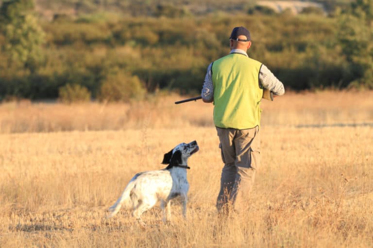 Career Path – How To Become A Gundog Trainer