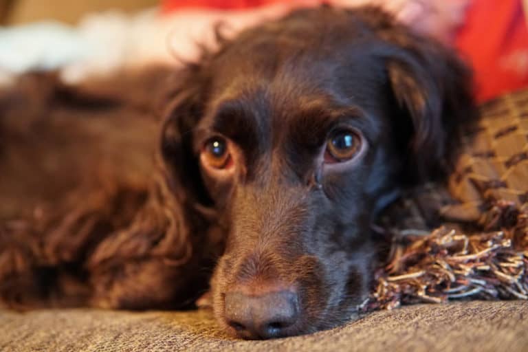 How To Crate Train A Boykin Spaniel In 10 Steps Bird Pup