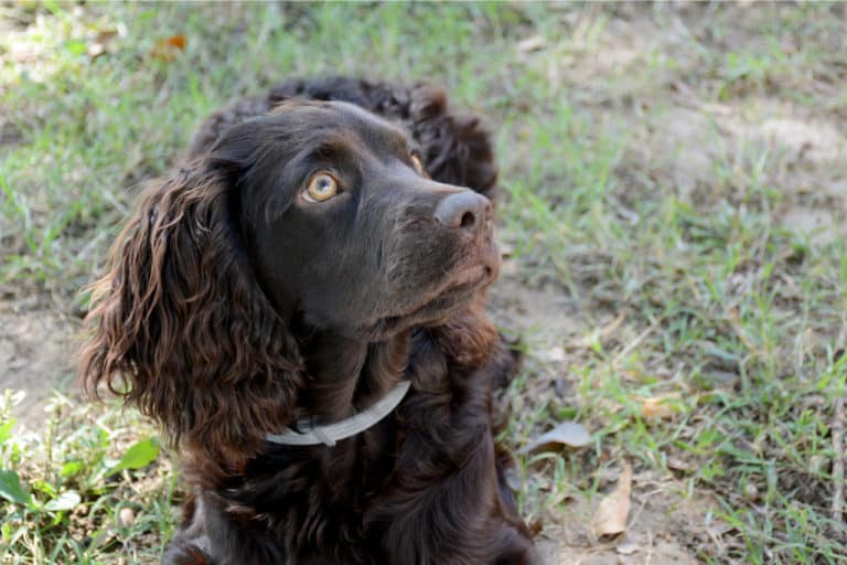 How To Groom A Boykin Spaniel: The Complete Guide