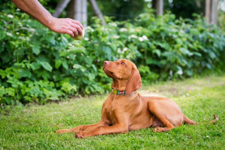 Step-By-Step: How To Train A Vizsla To Go Off-Leash