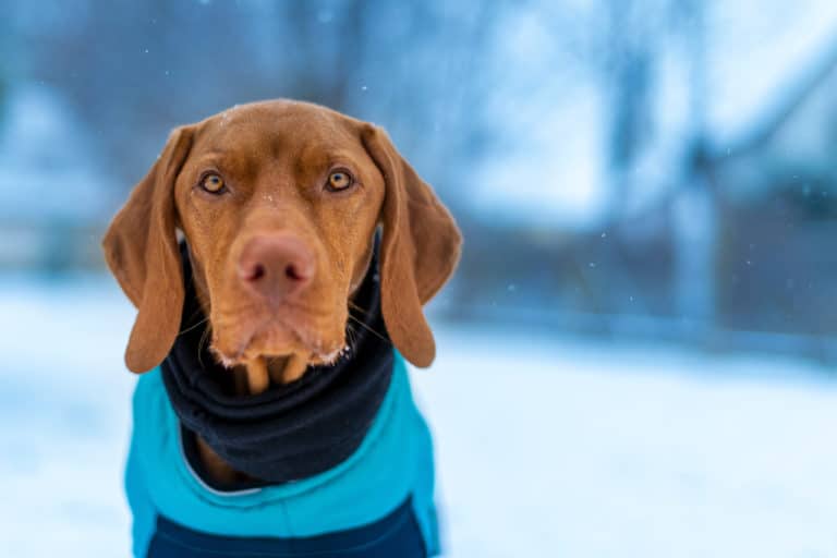 Protecting Your Vizsla In The Winter: What You Must Know