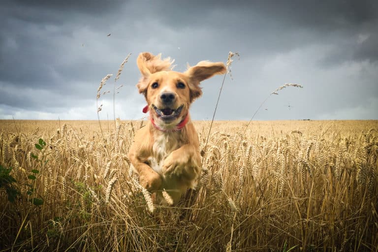 REVIEWED: The 40 Best Gun Dog Training Resources