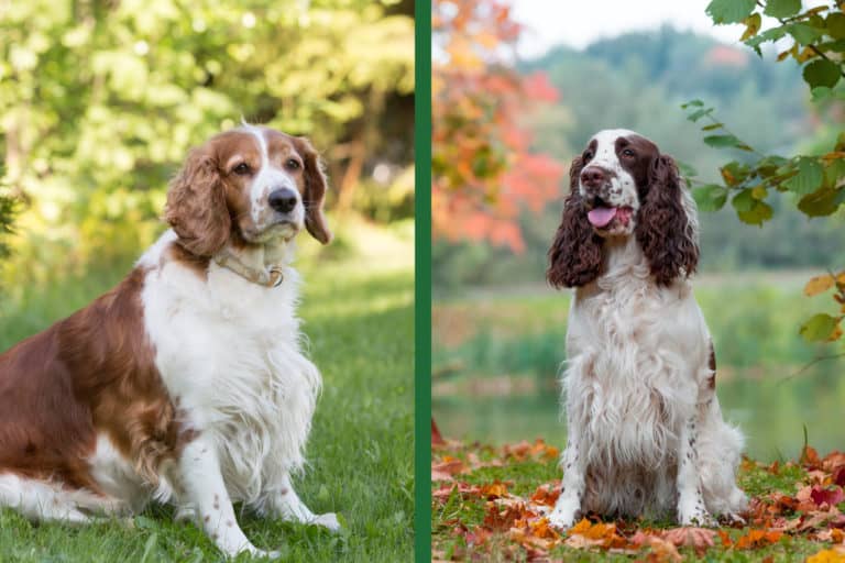 Welsh vs. English Springer Spaniels: What’s the difference?