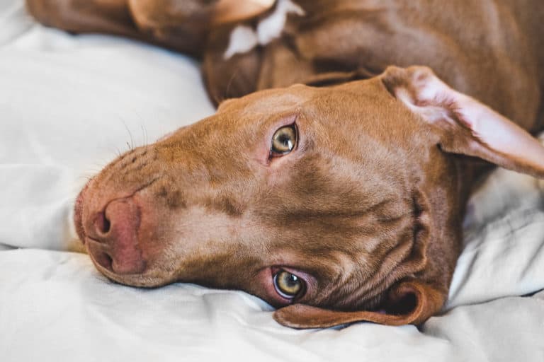 Why Vizslas Get Lumps (And What To Do About It)
