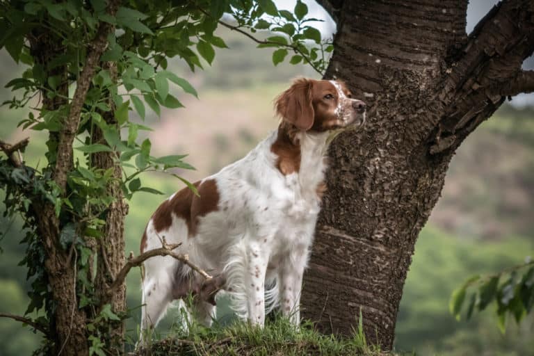 Are Brittany Spaniels Good Family Dogs?