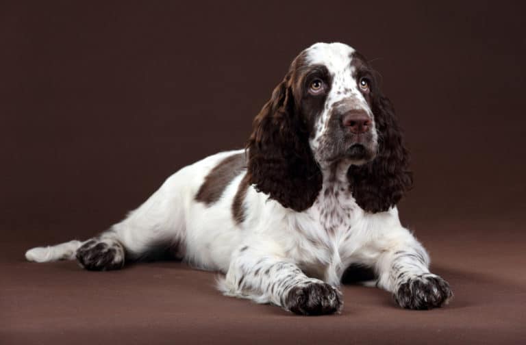 Are English Springer Spaniels Good For First Time Owners?