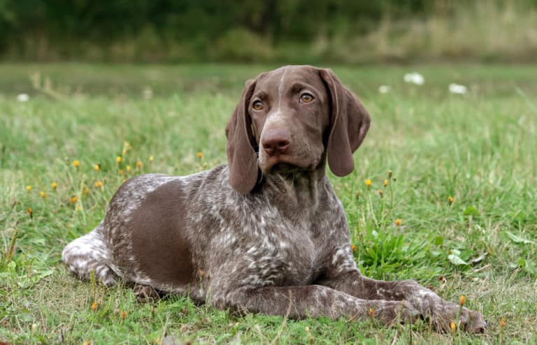 Are German Shorthaired Pointers Good First Dogs?