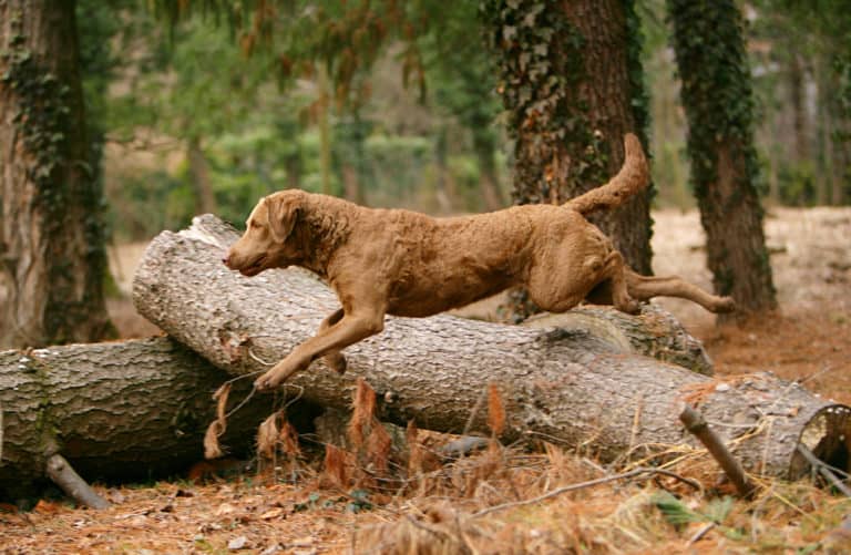 How Much Exercise Does A Chesapeake Bay Retriever Need?