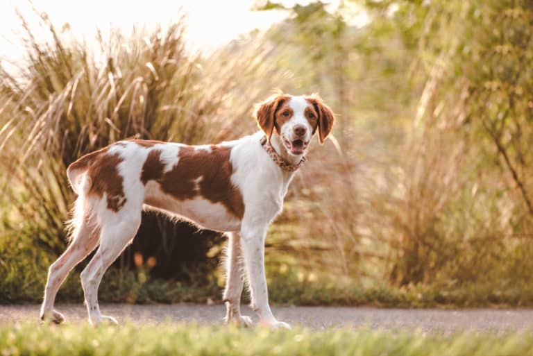 Are Brittany Dogs Pointers Or Flushers?