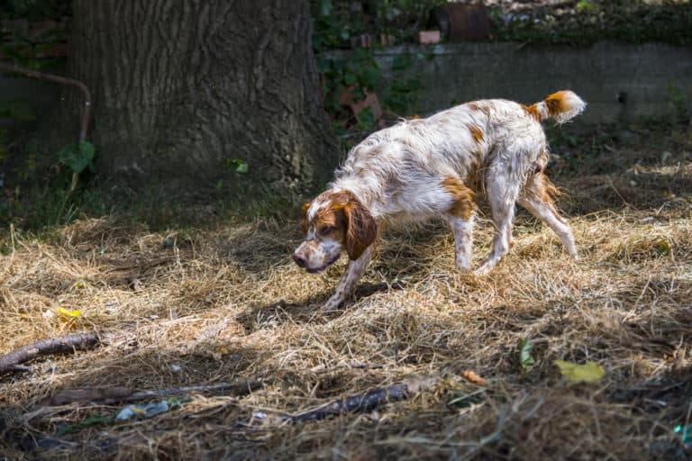 Can Brittany Spaniels Duck Hunt?
