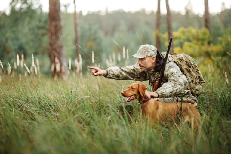How Do You Discipline a Hunting Dog?