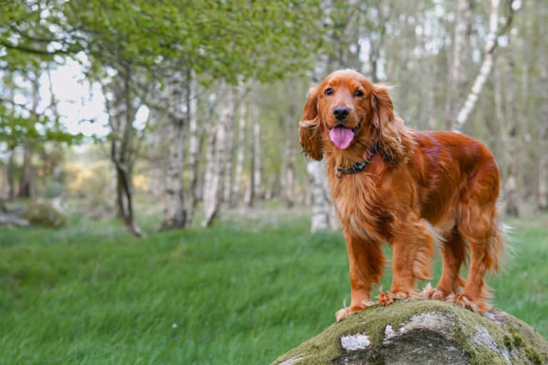 What Whistle Is Best For A Cocker Spaniel?