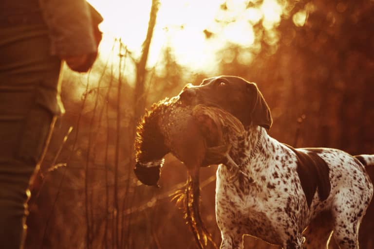 Can You Train Any Dog To Be A Gun Dog?