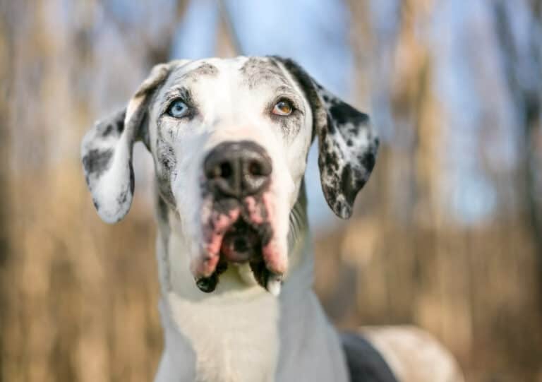 When to Neuter or Spay a Great Dane?
