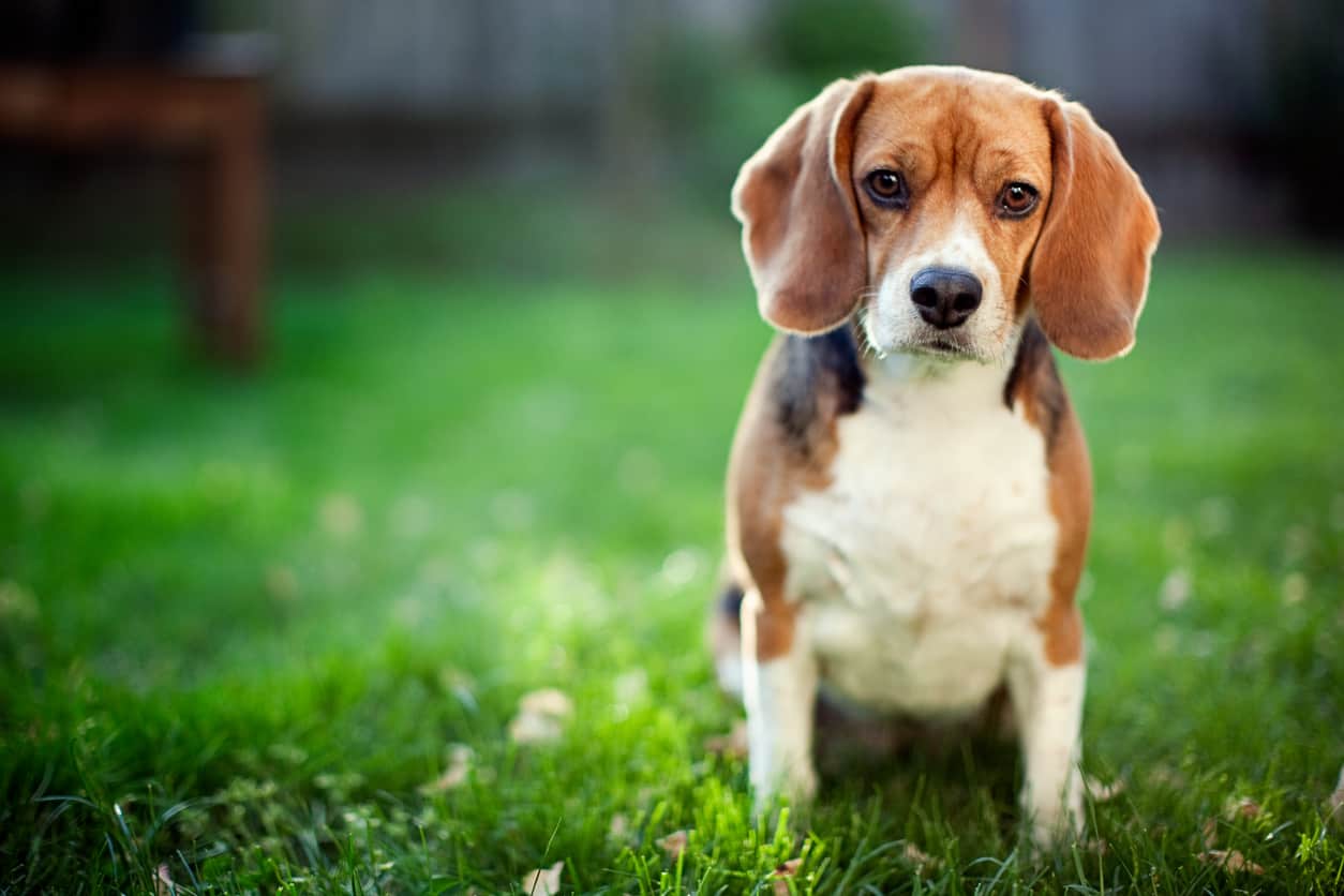 beagle as a puppy looking at camera