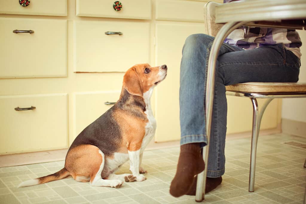 beagle begging for food