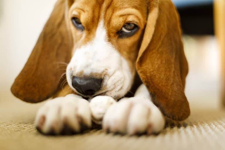 Why Do Beagles Eat Poop?