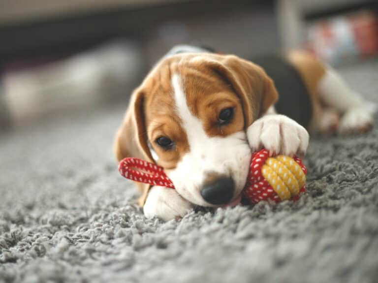 Are Beagles Aggressive?