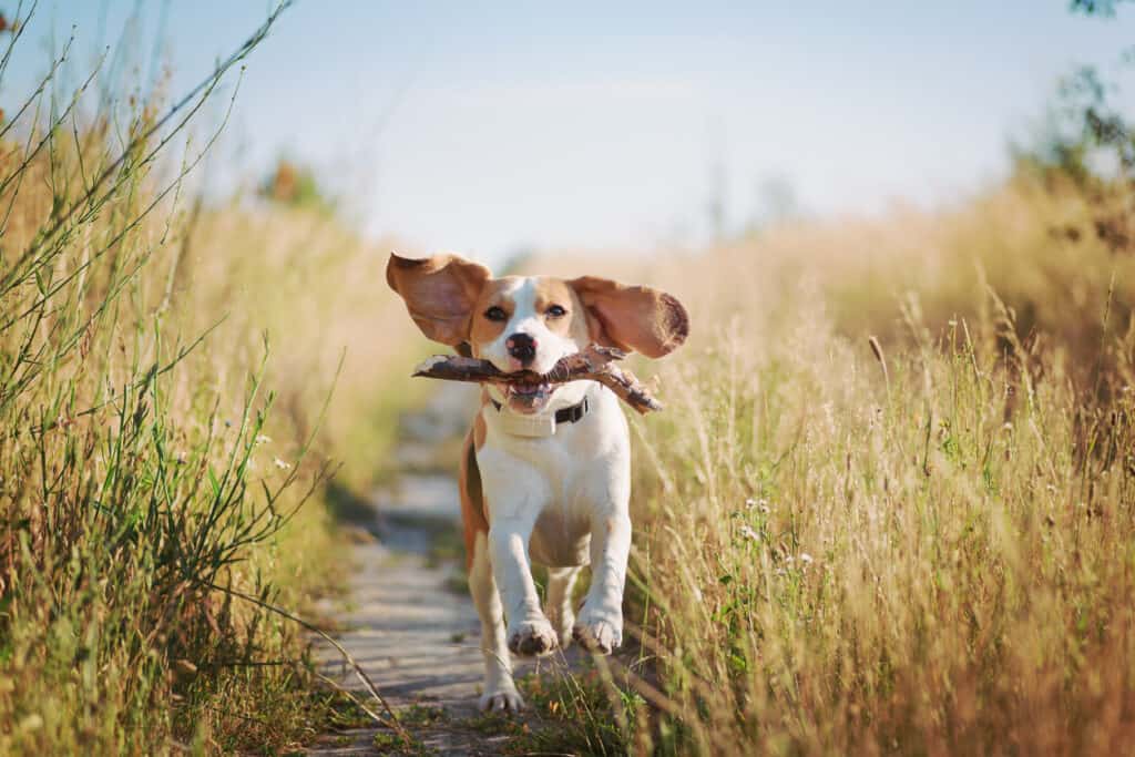 beagle dog running with stick