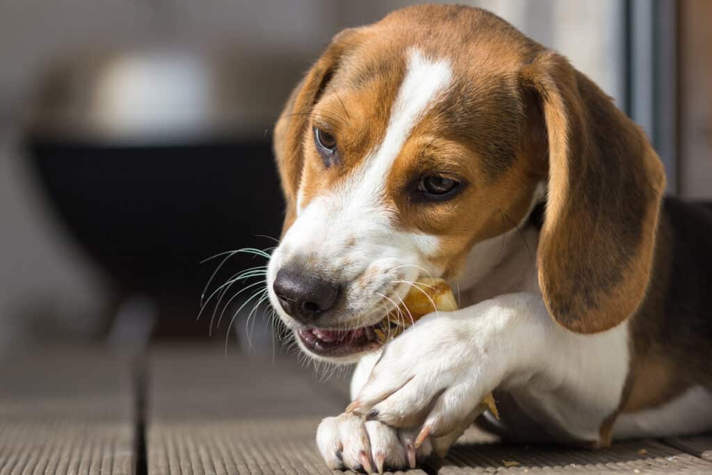 beagle eating bone