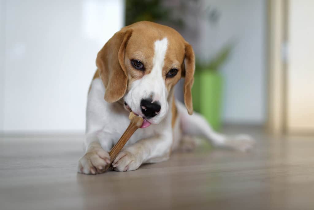 beagle eating bone