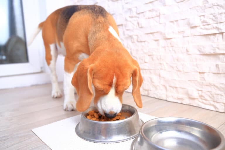 What Can Beagles Eat?