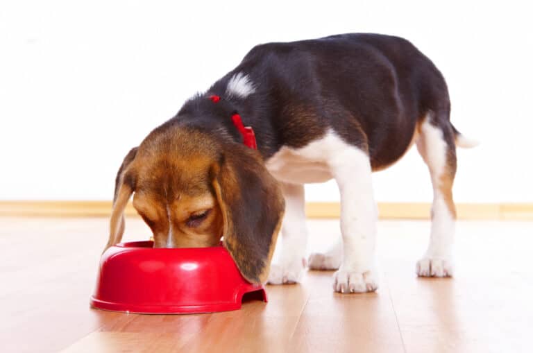 Why Are Beagles Always Hungry?