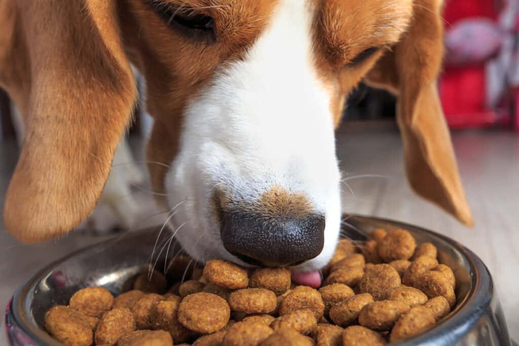 beagle eating food up close