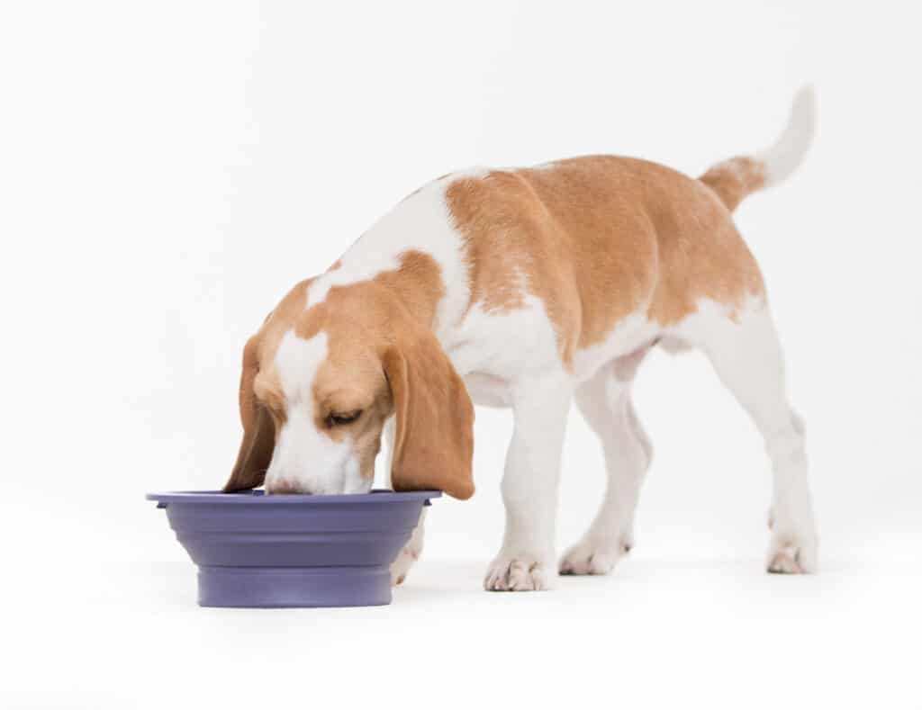 beagle eating lots of food