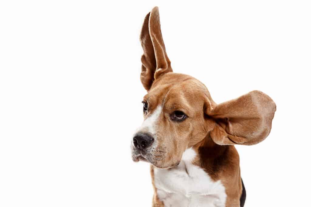 beagle flapping ears