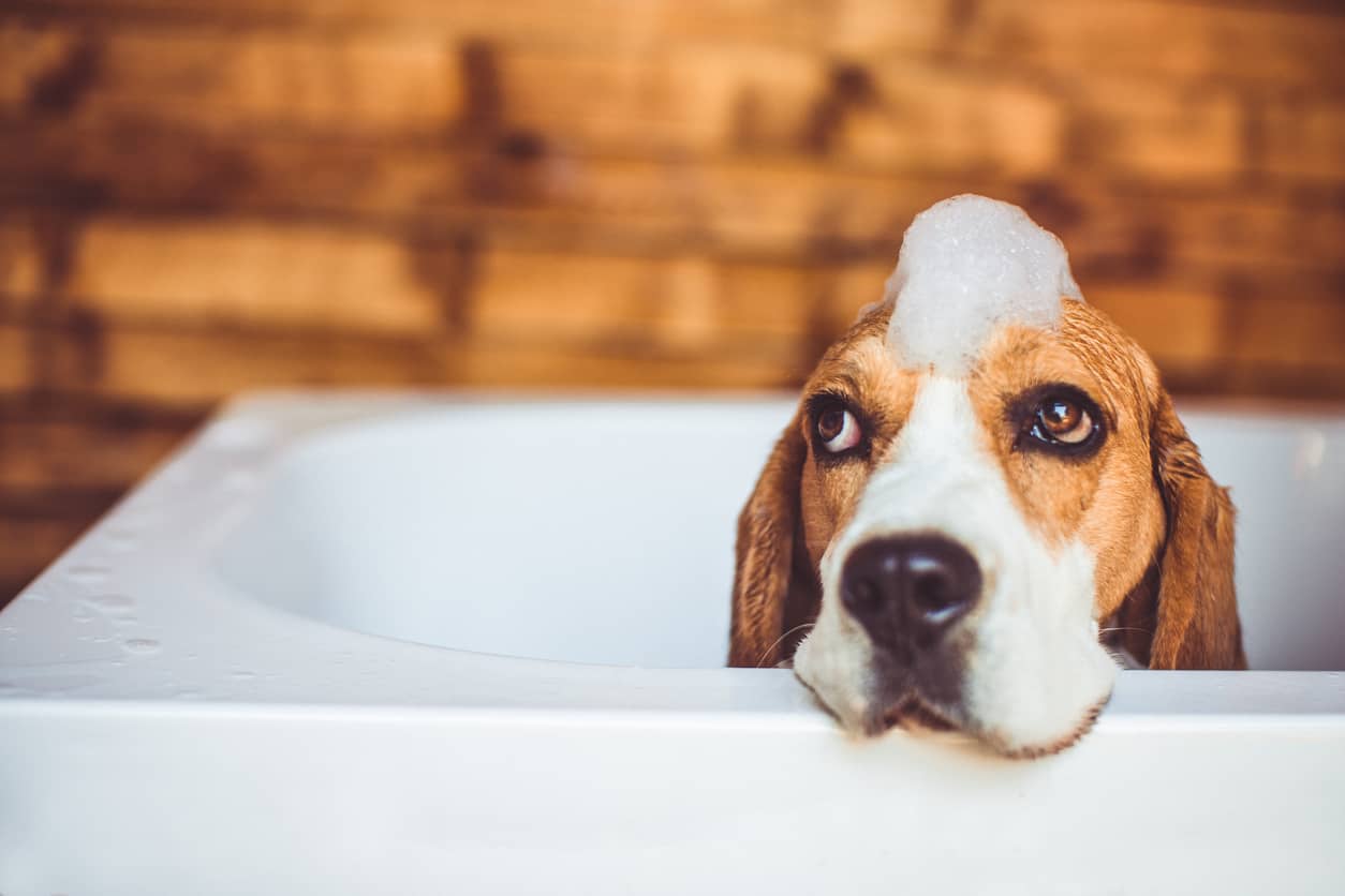 beagle in a bath with soap on its head