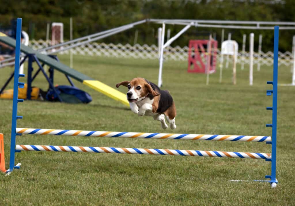 beagle jumping over posts