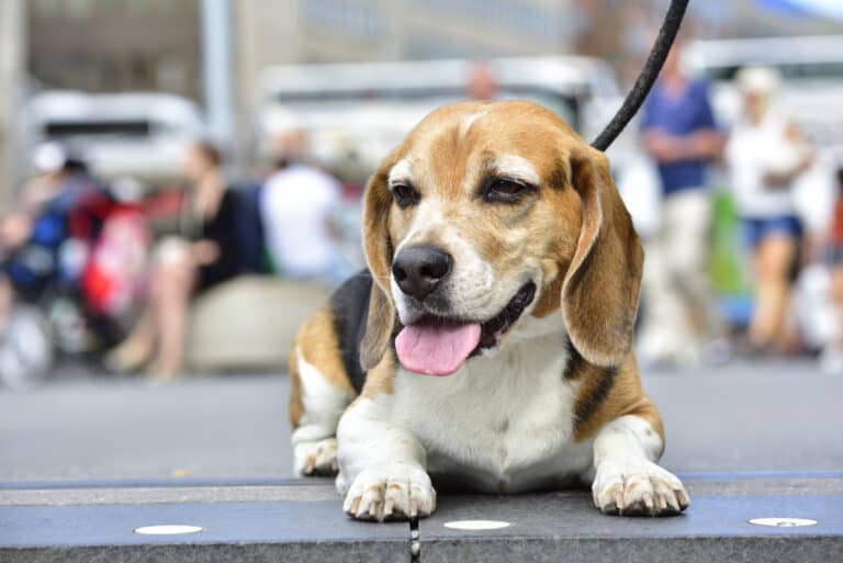 How Long Do Beagles Live?