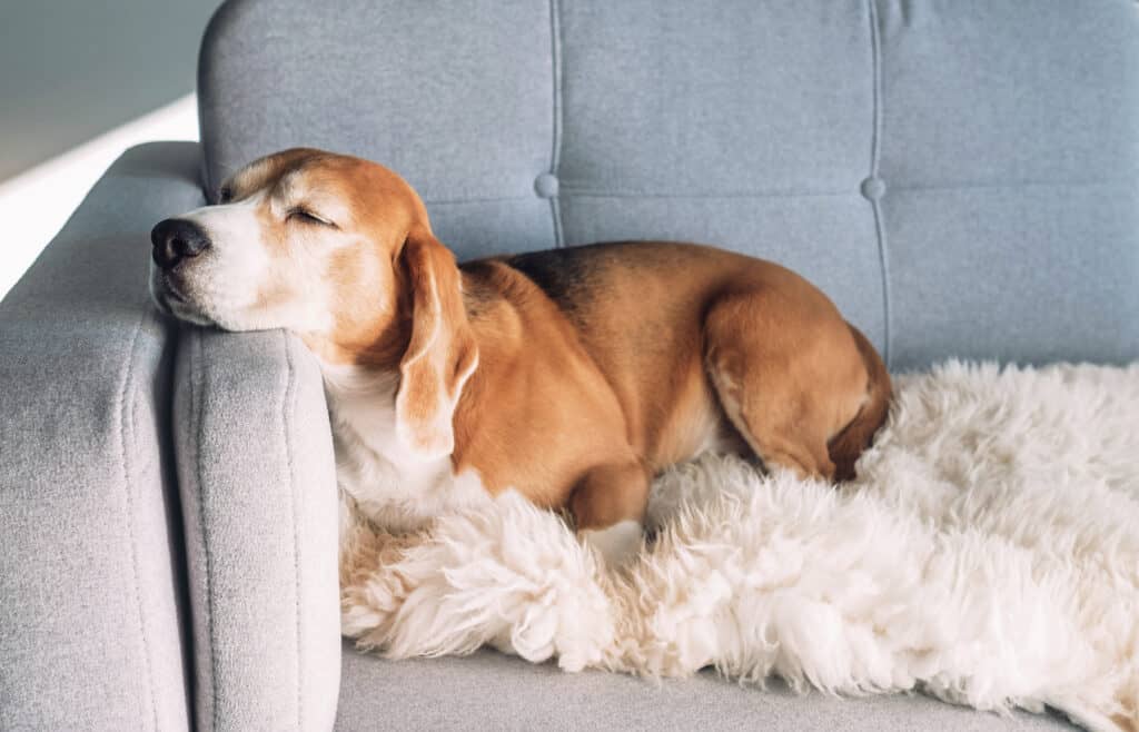 beagle laying on couch