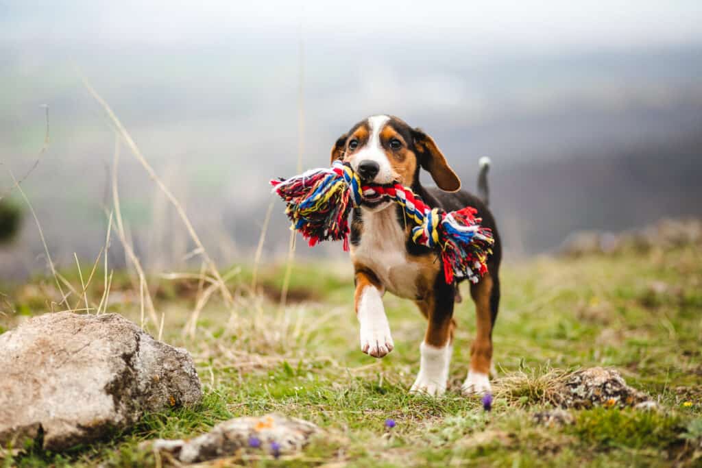 beagle playing with toy