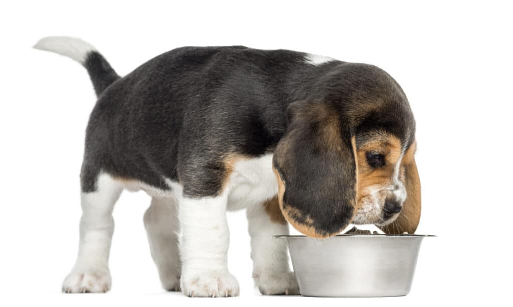beagle puppy eating food