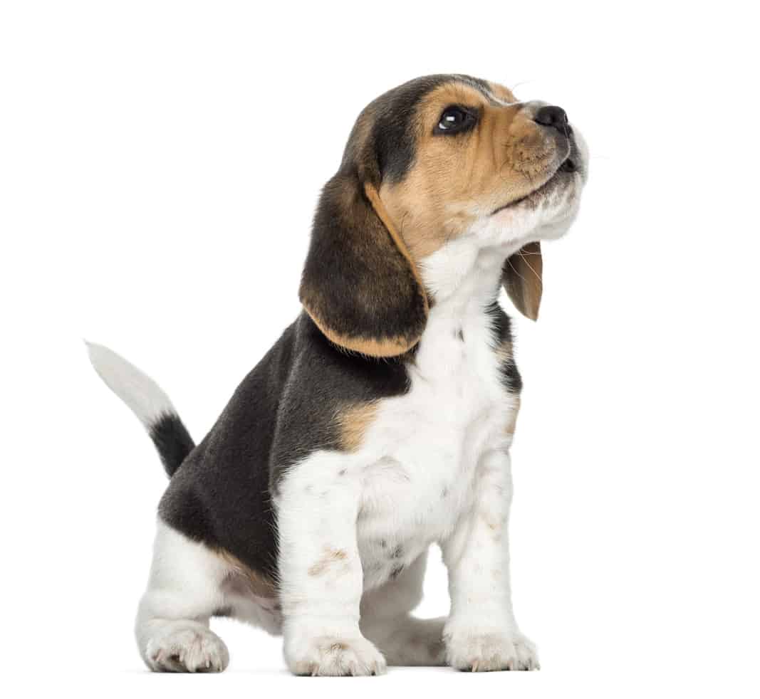 beagle puppy looking sad