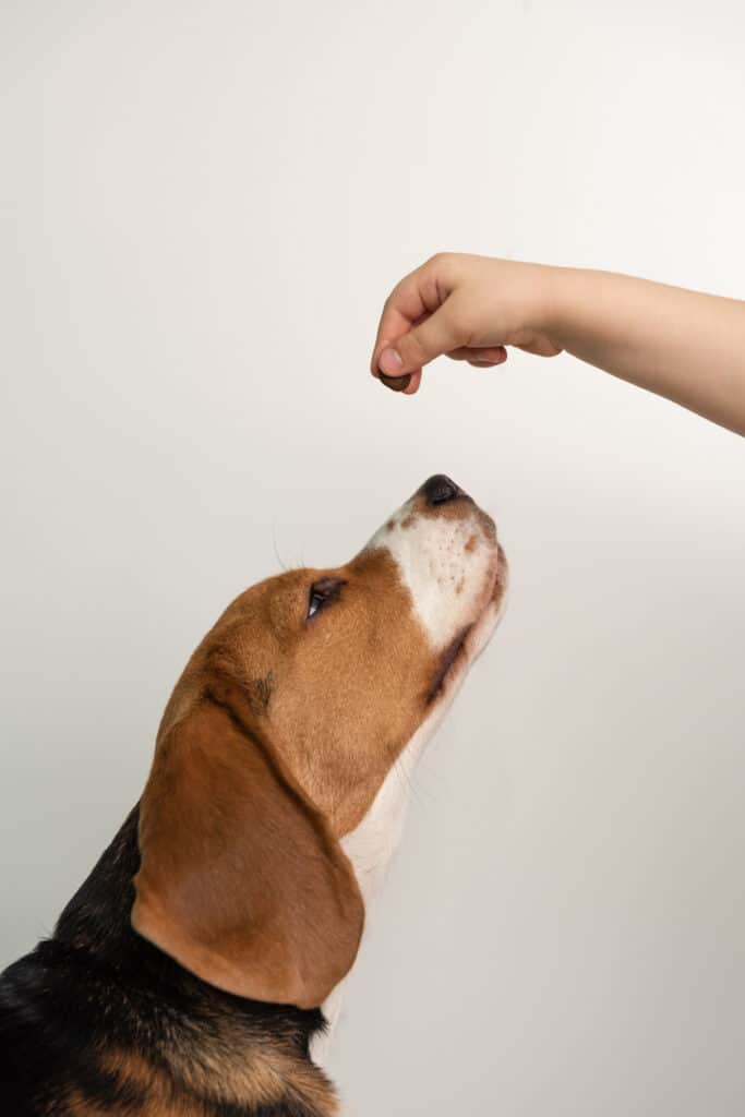 beagle wanting treat getting treat